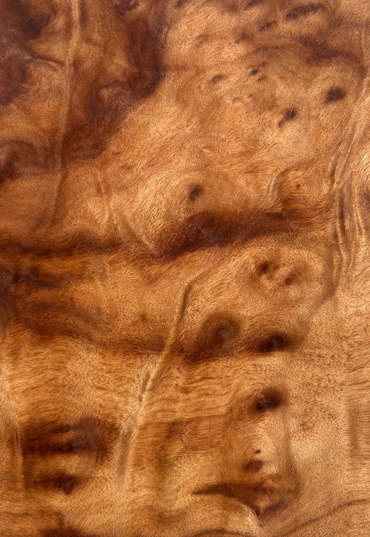 Camphor Burr