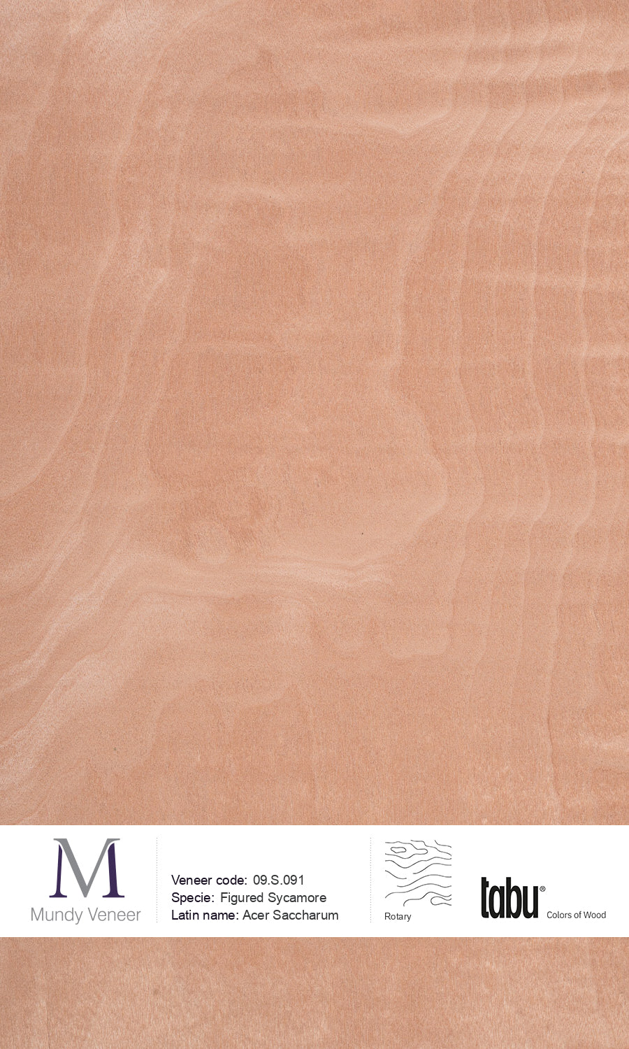 09.S.091, Figured Sycamore