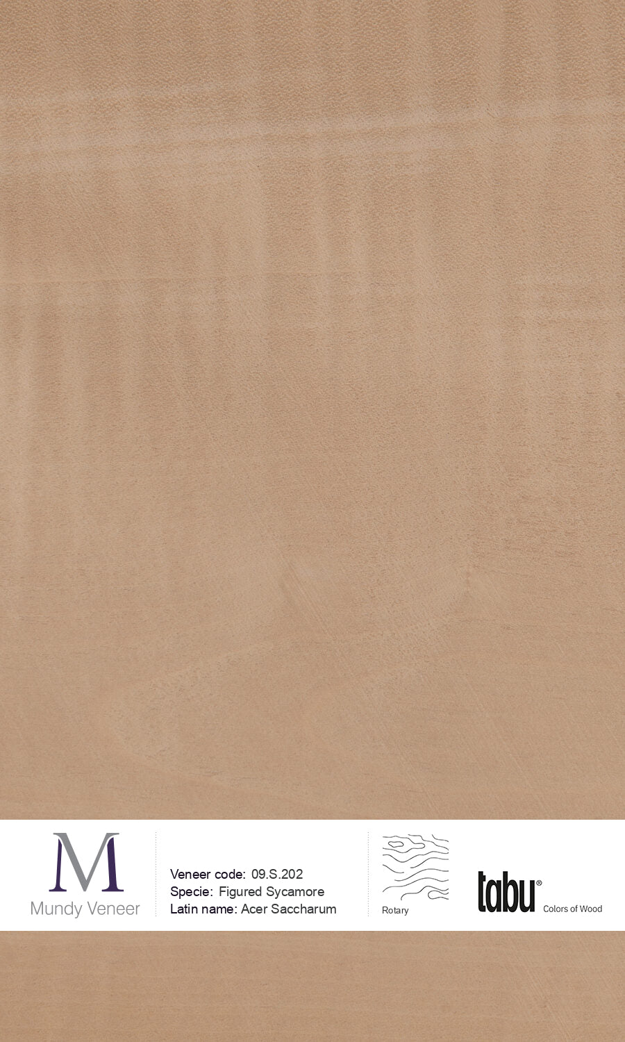 09.S.202, Figured Sycamore