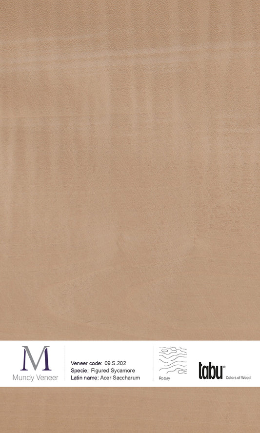 09.S.202, Figured Sycamore