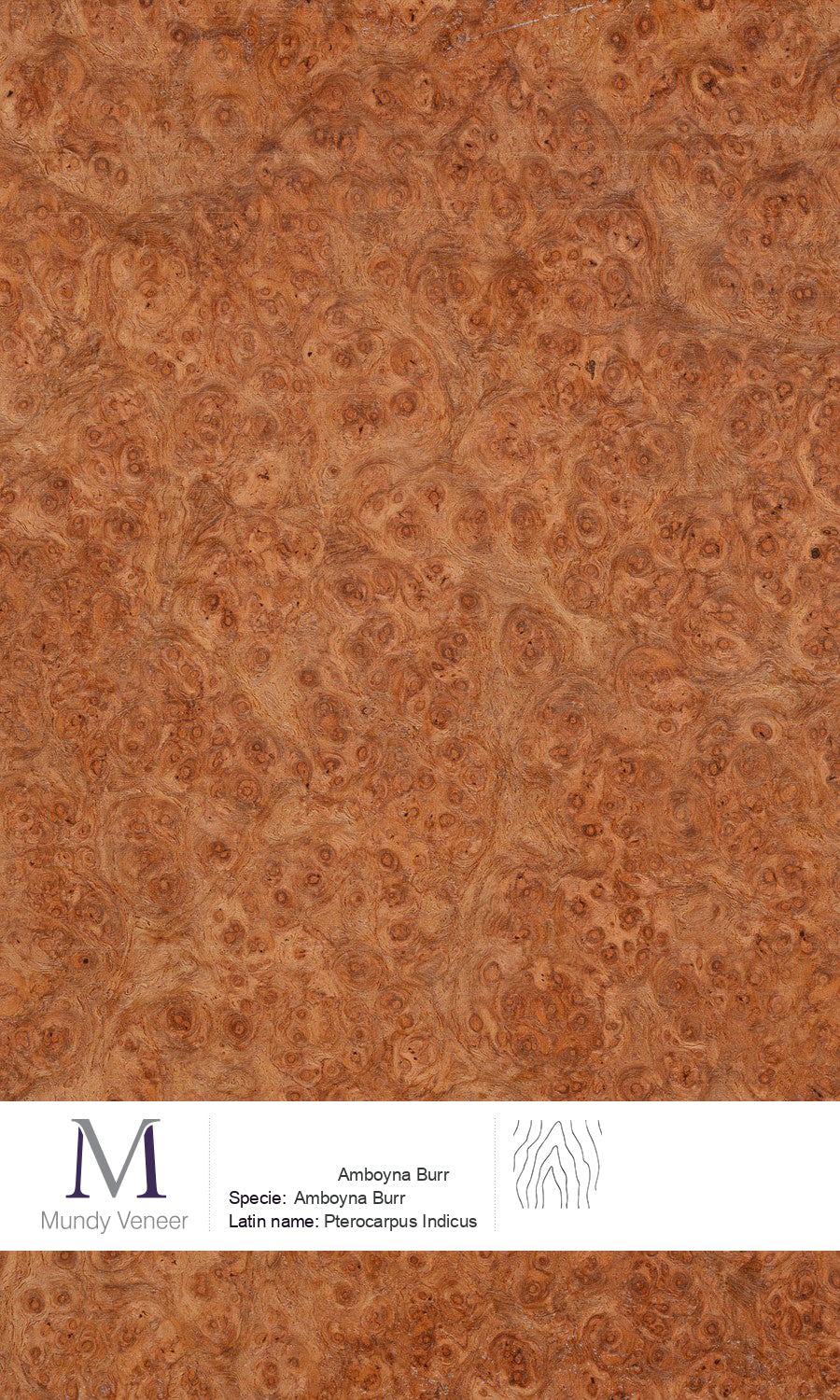 Amboyna Burr