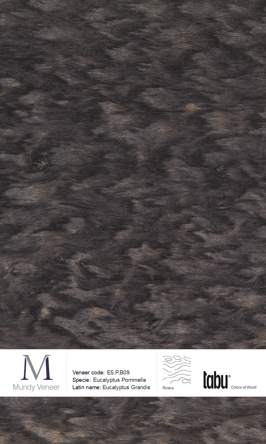 E5.P.B09, Eucalyptus Pommelle