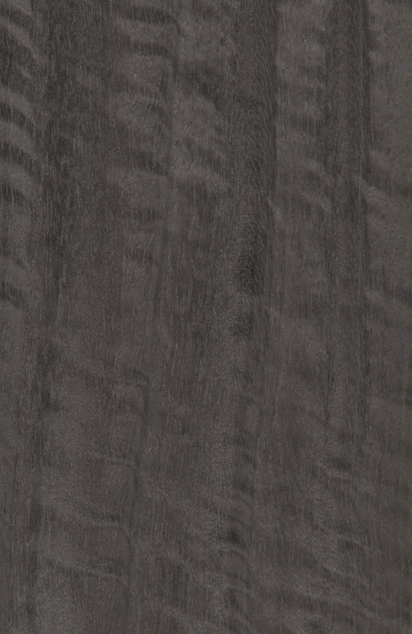 E5.S.001, Eucalyptus Figured