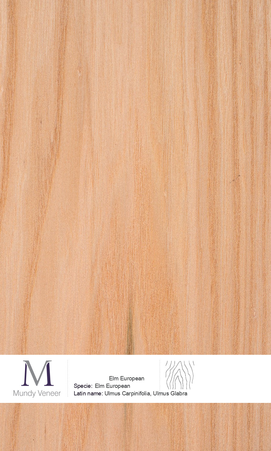 Elm European