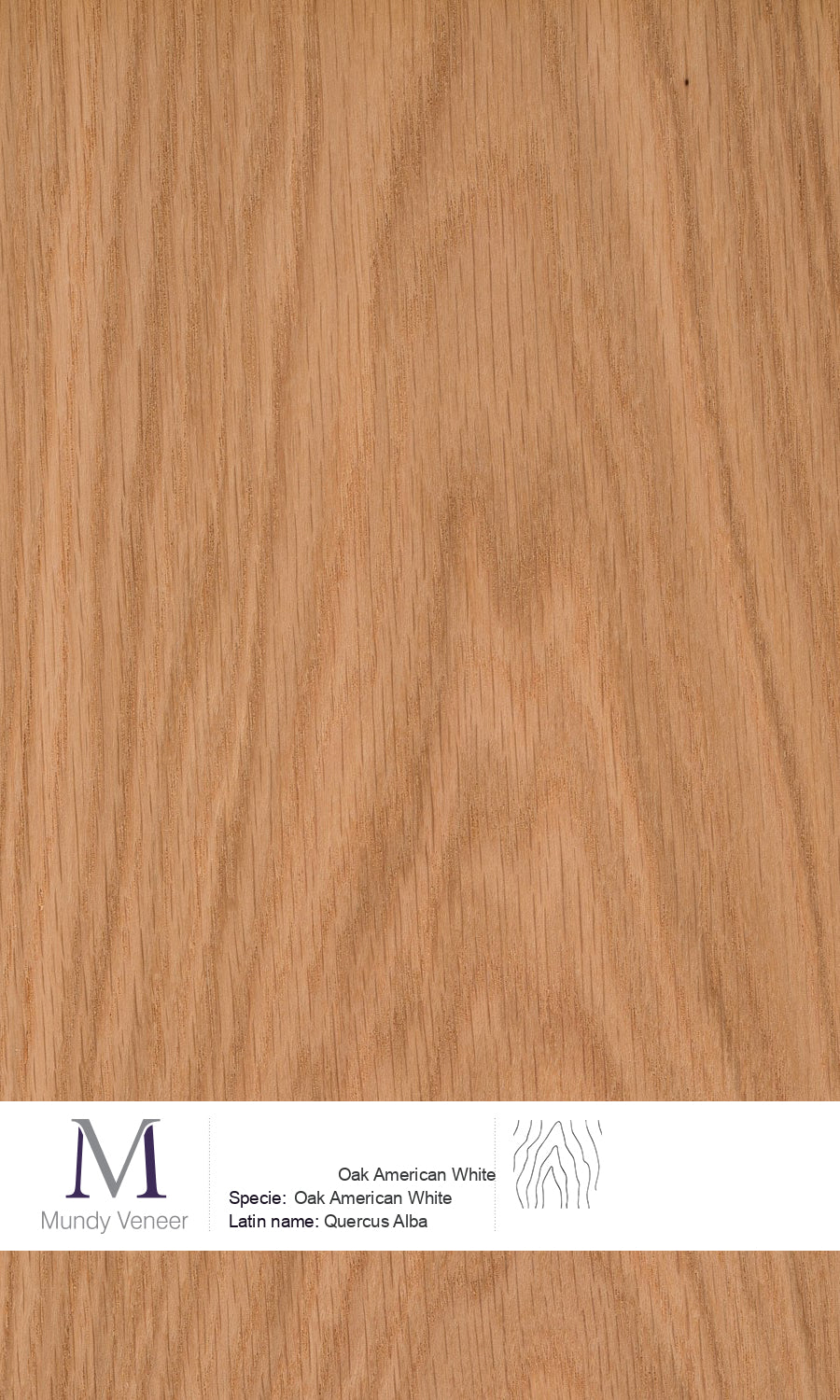 Oak American White