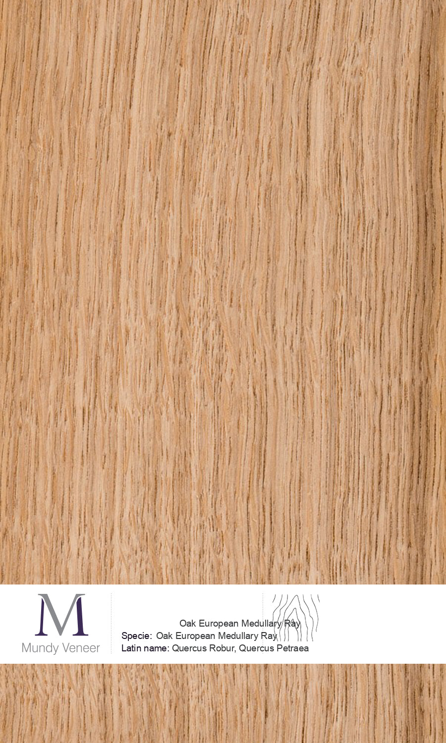 Oak European Medullary Ray