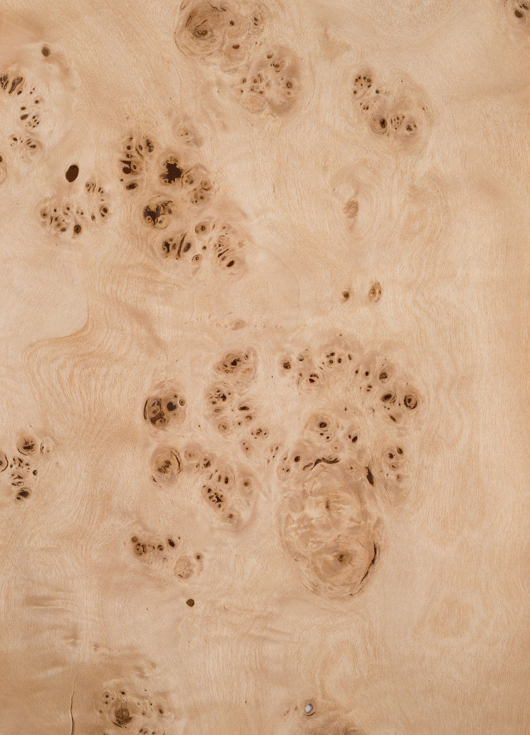 Poplar Burr