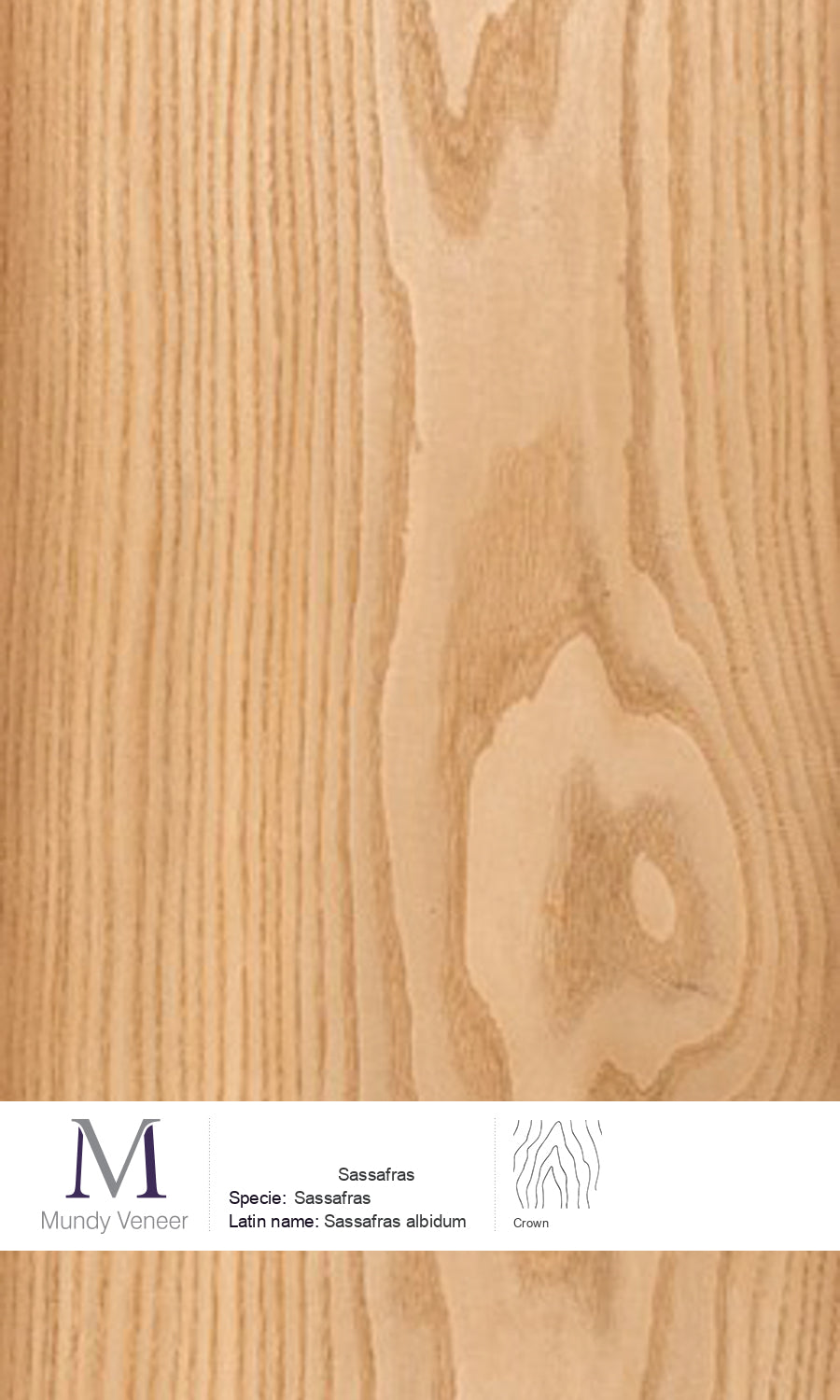 Sassafras