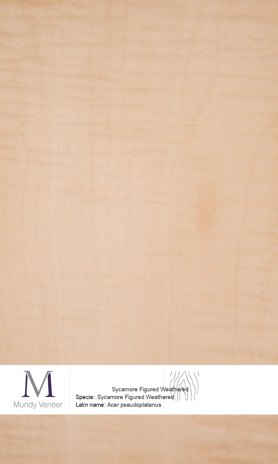 Sycamore Figured Weathered