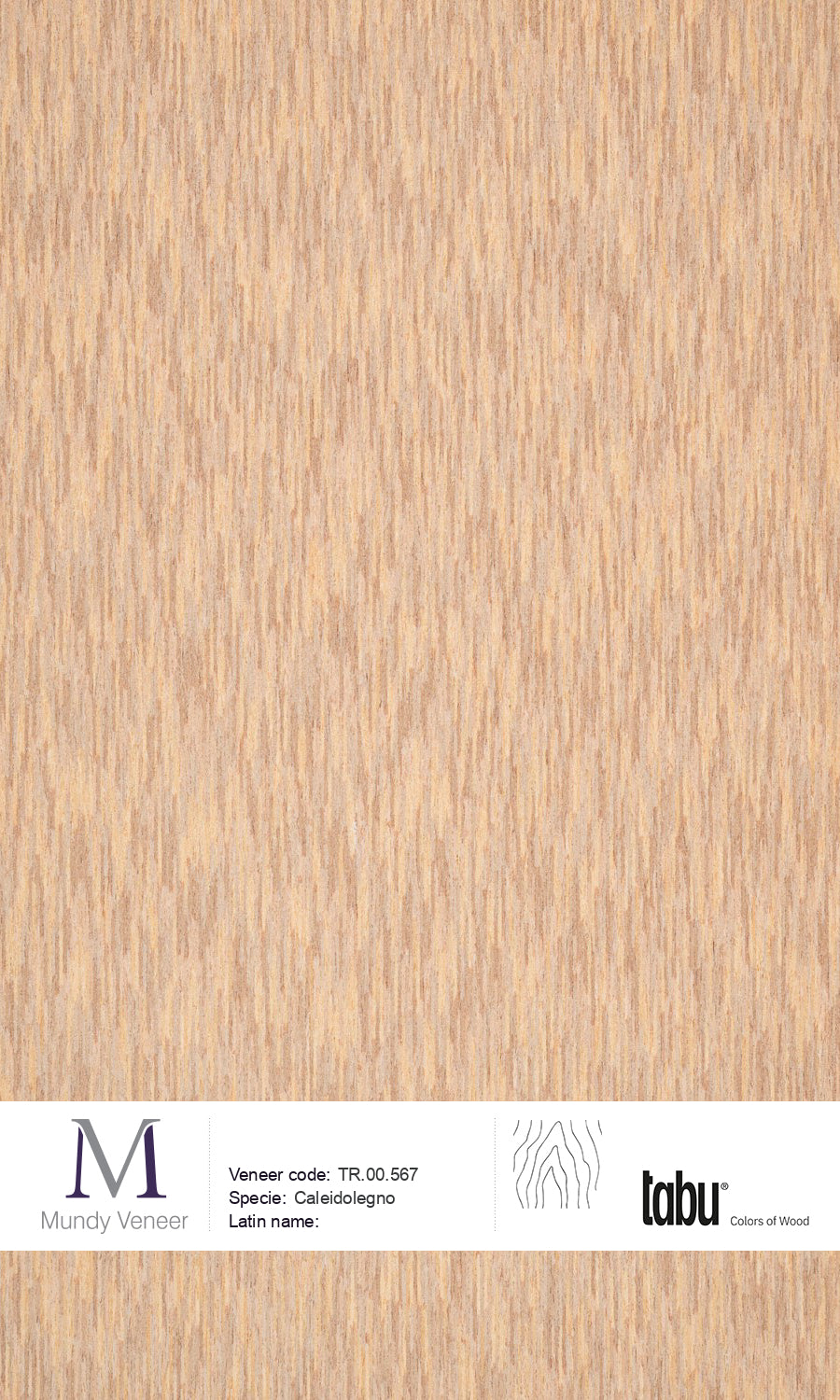 TR.00.567, Caleidolegno