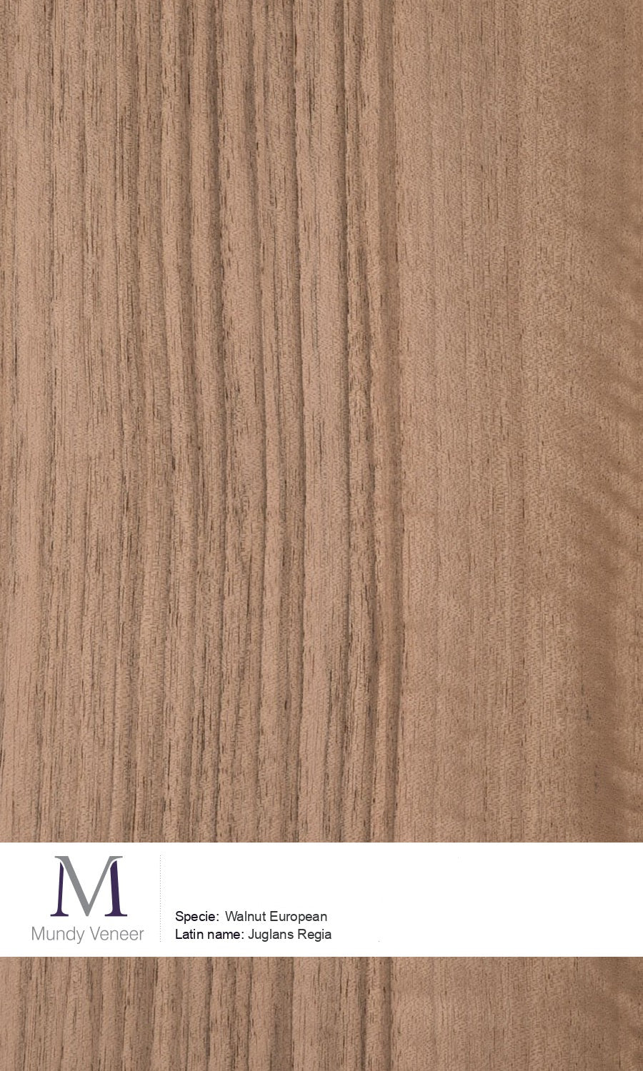 Walnut European