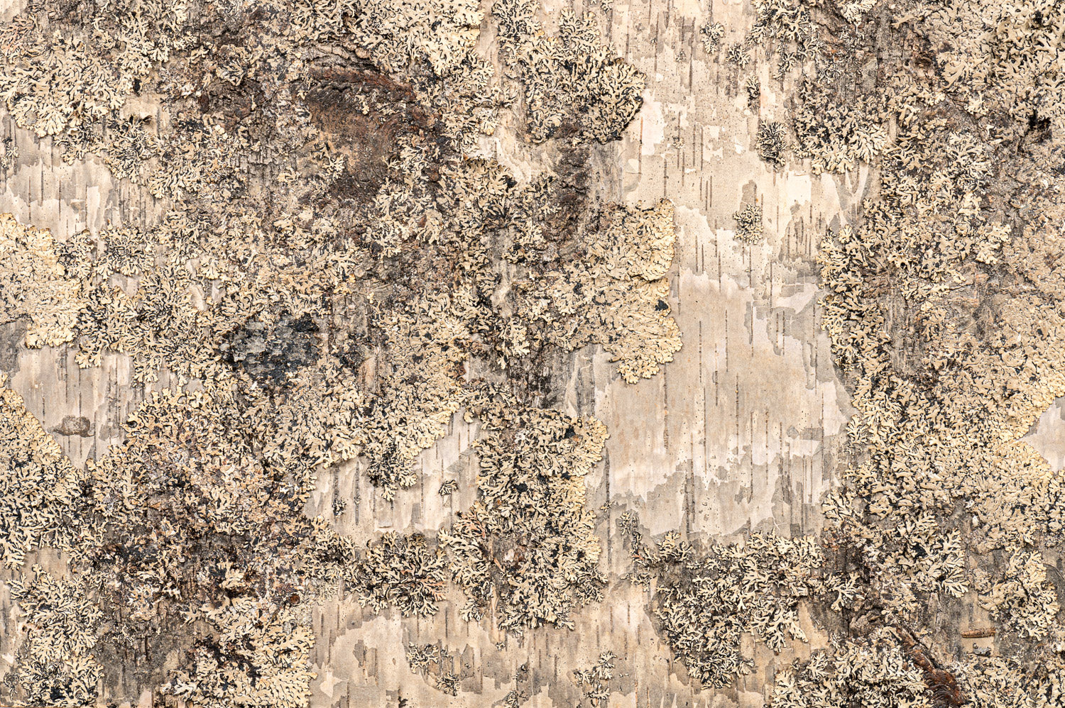 Birch Bark – Mundy Veneer