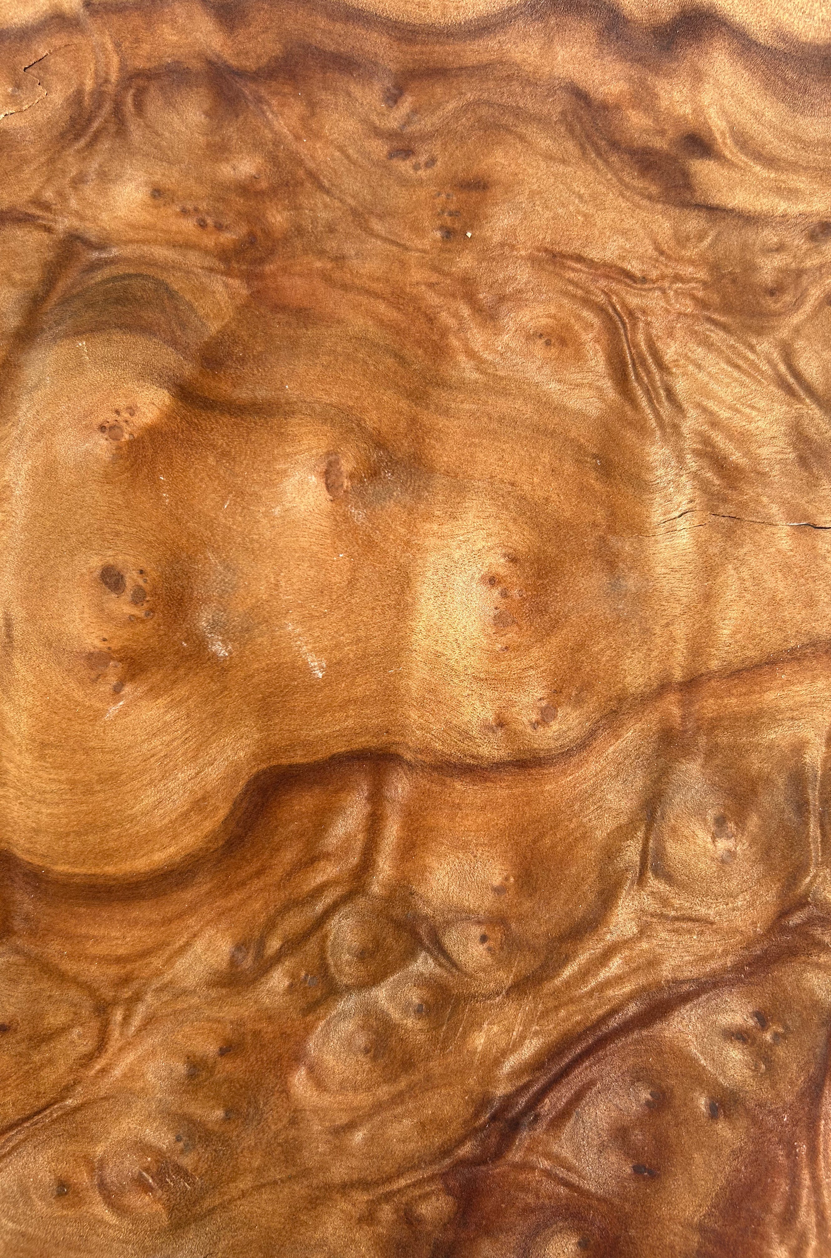 Camphor_Burr_2.jpg?v=