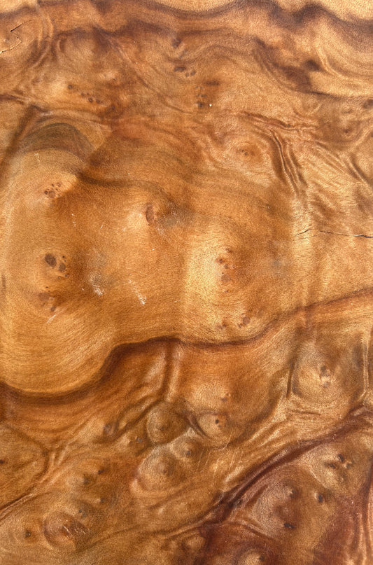 Camphor Burr