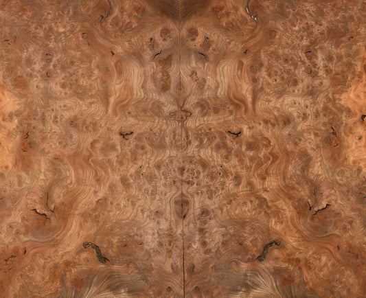 Elm European Burr